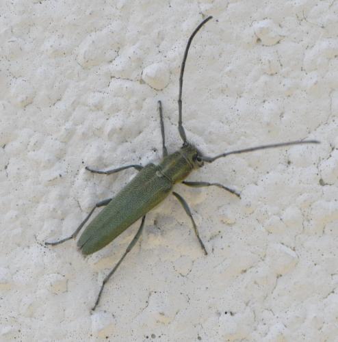Opsilia coerulescens